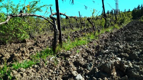 A large vineyard field in early spring. Panoramic view of an unblown vineyard in Stock Footage 129333085