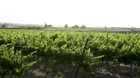 Large Vineyard Fields Stock Footage 156865402
