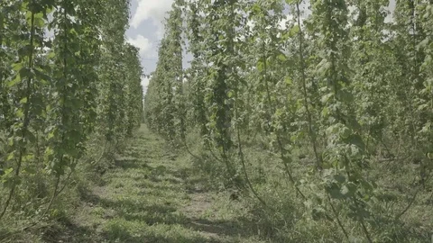 Large Vineyard  Vídeo Stock 81977142