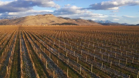 Large vineyard in winter Stock Footage 124006844