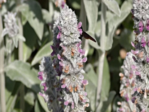 Large Violet Carpenter Bee - Xylocopa violacea - Black Wasp, Black Hornet Stock Footage 77096021