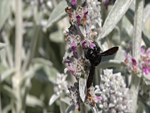 Large Violet Carpenter Bee - Xylocopa violacea - Black Wasp, Black Hornet Stock Footage 77096044