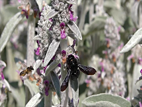 Large Violet Carpenter Bee - Xylocopa violacea - Black Wasp, Black Hornet Stock Footage 77096059