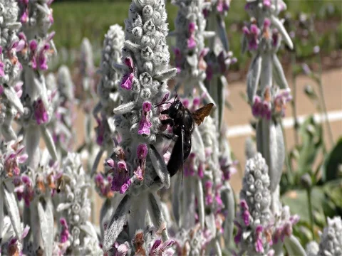Large Violet Carpenter Bee - Xylocopa violacea - Black Wasp, Black Hornet 動画素材 77096112