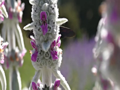 Large Violet Carpenter Bee - Xylocopa violacea - Black Wasp, Black Hornet Stock Footage 77096120
