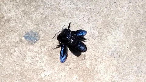 Large Violet Carpenter Bee - Xylocopa Violacea - Black Wasp, Black Hornet 1080 Video stock 123049302