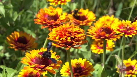 Large Violet Carpenter Bee - Xylocopa Violacea on flower Stock Footage 158951125