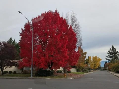 Large, vivid fall tree stands at a suburban intersection Stock Photos