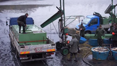 Large volumes of fish caught for import Stock Footage 257054837