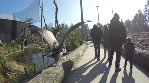 Large vulture jumping off rocks with wings open and then moving fast 4k Stock Footage 61252955