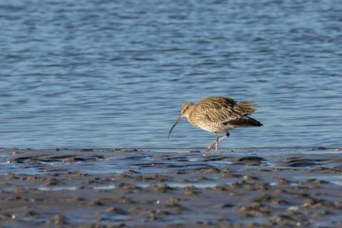 Large wader with long down-curved bill, eats worms and shellfish. Photo taken Stock Photos