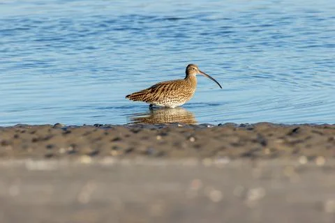 Large wader with long down-curved bill, eats worms and shellfish. Photo taken Stock Photos