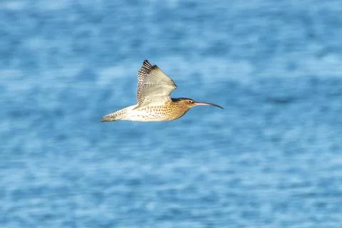 Large wader with long down-curved bill, eats worms and shellfish. Photo taken Stock Photos