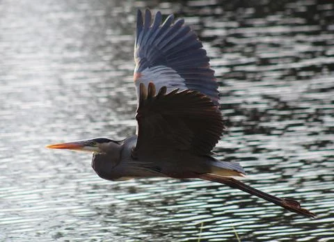 Large Wading Bird in Flight Over a Florida Lake Stock-Fotos
