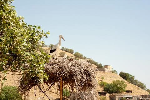 A large wading bird in the nest. Stock Photos