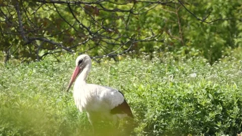 Large wading bird white stork in field looking for prey among the greenery Stock Footage 236919835