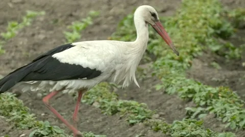 Large wading bird white stork in field looking for prey among the greenery Stock Footage 236920126