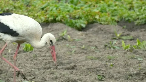 Large wading bird white stork in field looking for prey among the greenery Stock Footage 236920196