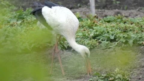 Large wading bird white stork in field looking for prey among the greenery Stock Footage 236920338