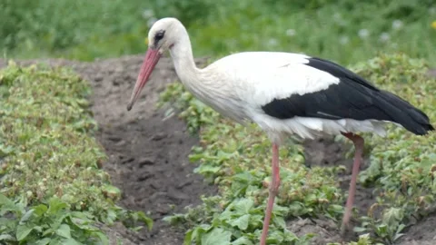 Large wading bird white stork in field looking for prey among the greenery Stock Footage 236920449
