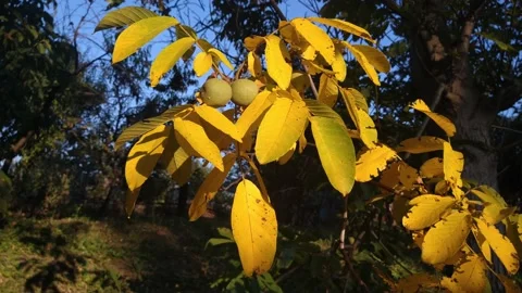 Large walnuts close-up on a background of yellow leaves on a tree. B roll Stock Footage 161179017