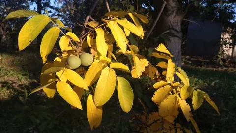 Large walnuts close-up on a background of yellow leaves on a tree. B roll Stock Footage 161179043