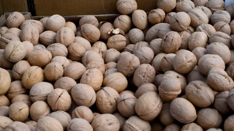 Large walnuts in natural light Stock Footage 111499733