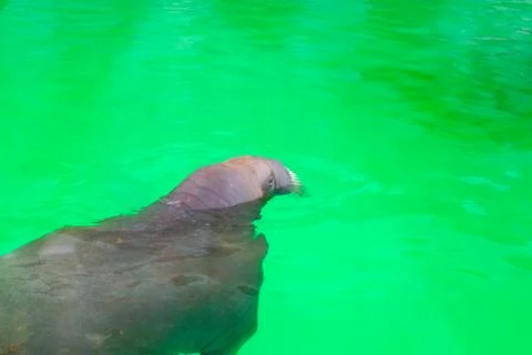 A large walrus is basking in the sun and swimming in the water at the zoo. Stock Photos