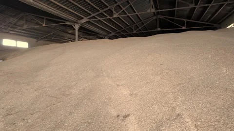 Large warehouse for grain storage. Pile of heaps of wheat grains at mill storage Stock Footage 280645788