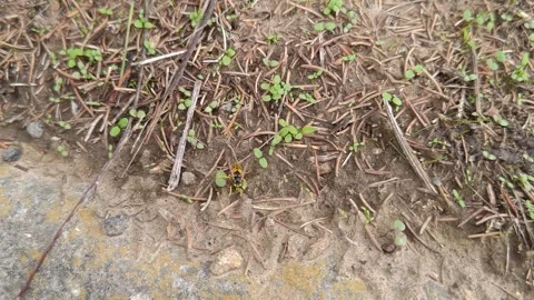 A large wasp crawls along the ground Stock Footage 319327301