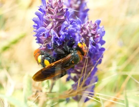 Large wasp on a flower Stock Photos