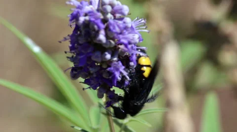 Large wasp Video stock 32419563