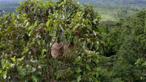 A large wasp nest in the branches of a tree with wasps flying in and out Video stock 169919067