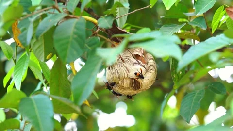 Large wasp nest hangs from tree branches Stock Footage 336271126