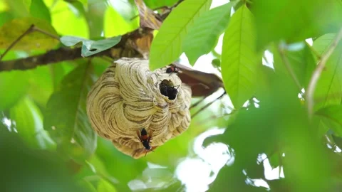 Large wasp nest hangs from tree branches Stock Footage 336271255
