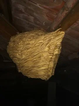 Large wasp nest Stock Photos