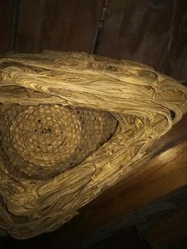 Large wasp nest 스톡 사진