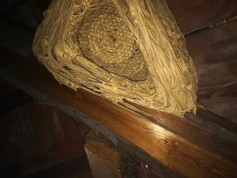 Large wasp nest Stock Photos