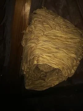 Large wasp nest Stock Photos