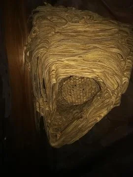 Large wasp nest Stock Photos