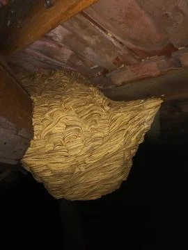 Large wasp nest Stock Photos