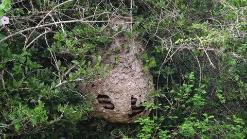 Large wasp or wild bee nest hanging in green bush in tropical forest 库存影片 308090451