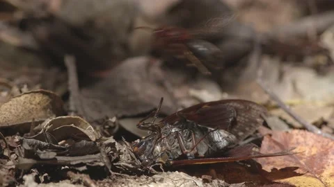 Large wasp preying on a dying cicada. Stock Footage 162006587