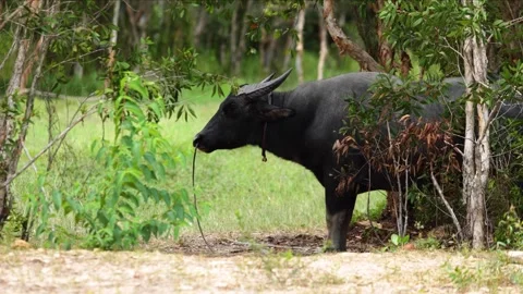 Large Water Buffalo Standing and Looking at Camera in Rural Field Stock Footage 337832387