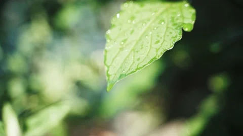 Large water drips from a green leaf after rain. The forest after the rain. Rain Stock Footage 213324409
