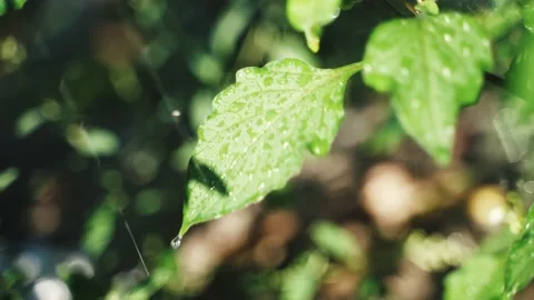 Large water drips from a green leaf after rain. The forest after the rain. Rain Stock Footage 213324461