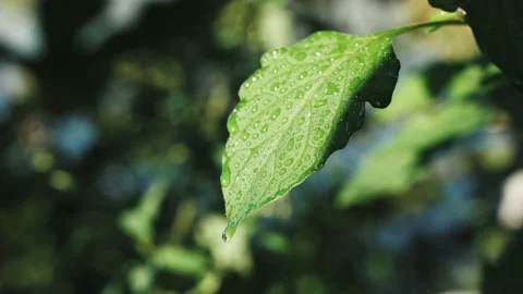 Large water drips from a green leaf after rain. The forest after the rain. Rain Stock Footage 220311588