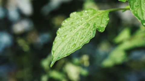 Large water drips from a green leaf after rain. The forest after the rain. Rain Stock Footage 234347897