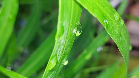 A large water drop on a green leaf. Stock Photos