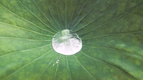 Large Water Droplet Rolling and Dancing on a Green Leaf Stock Footage 335466914